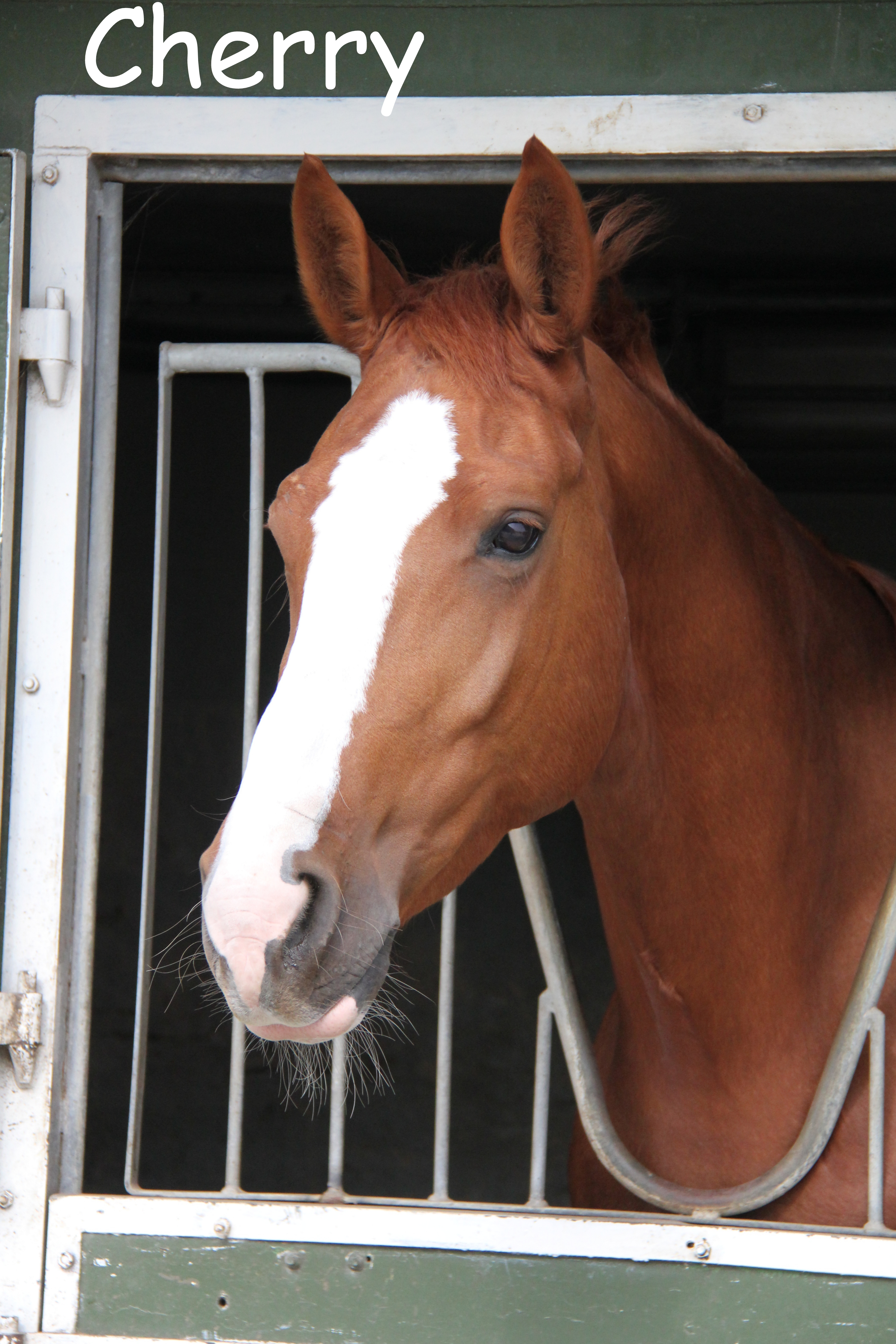 paarden Manege MariaHoeve Mijdrecht